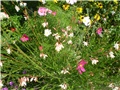 cosmos
